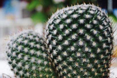 Close-up of prickly pear cactus