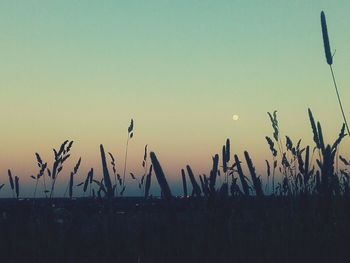 Close-up of plants against clear sky