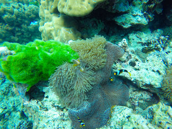 Close-up of fish swimming in sea