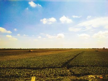 Scenic view of agricultural field against sky