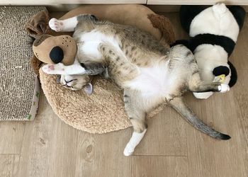 High angle view of cat sleeping on floor