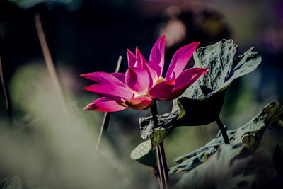 Close-up of pink flower