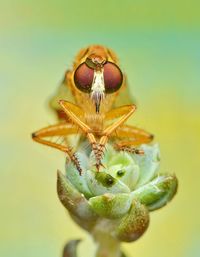 Close-up of spider on plant