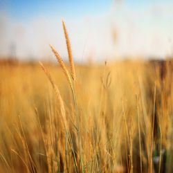 Close-up of stalks in field