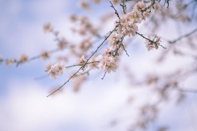 Low angle view of cherry blossoms against sky