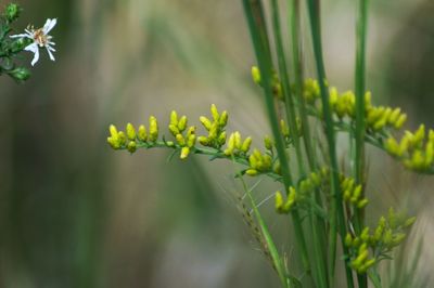 Close-up of flower buds