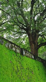 Trees growing on landscape