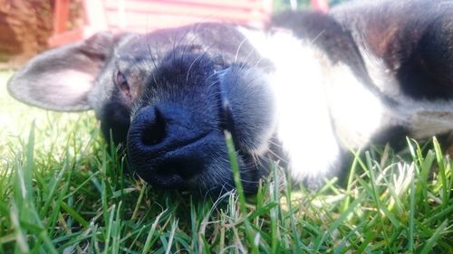 Close-up of dog relaxing on grass