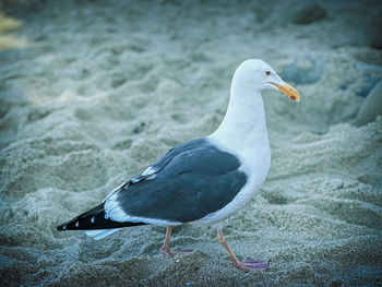 Close-up of seagull perching on beach