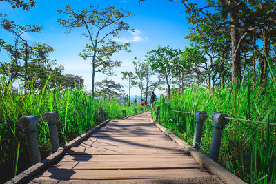 Boardwalk amidst trees against sky