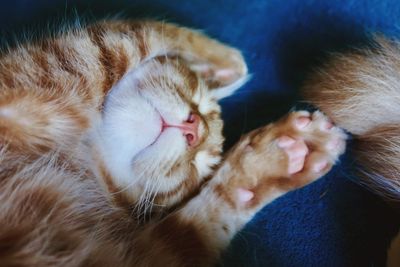 Close-up of cat sleeping