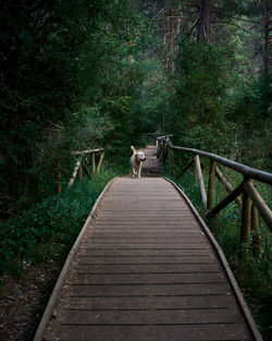 Labrador dog walks on a wooden path in a forest