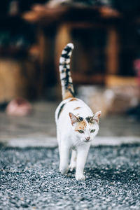 Portrait of cat on floor