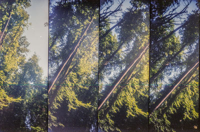Low angle view of trees in forest against sky