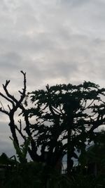 Low angle view of silhouette tree against sky