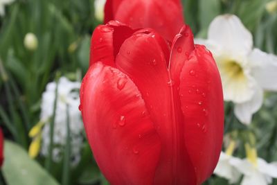 Close-up of wet red rose flower