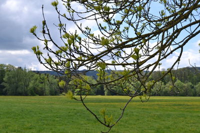 Tree on field against sky