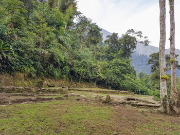 Scenic view of trees growing on field against sky