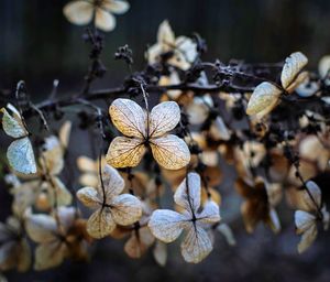 Close-up of flowers