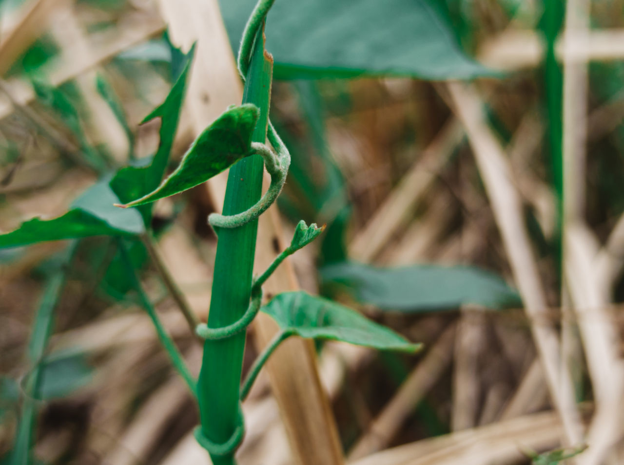 CLOSE-UP OF GREEN PLANT