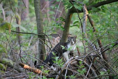 View of bird in forest