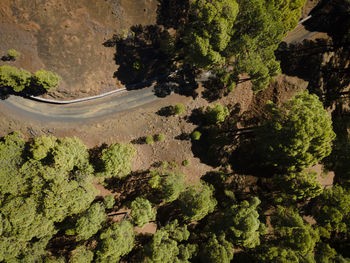 High angle view of road amidst trees in forest