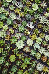 High angle view of green leaves on plant