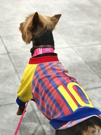 Close-up of dog wearing t-shirt on footpath