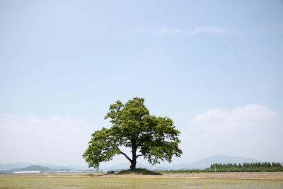 Tree on field against sky