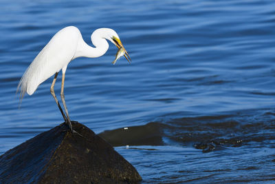 Close-up of bird perching on lake