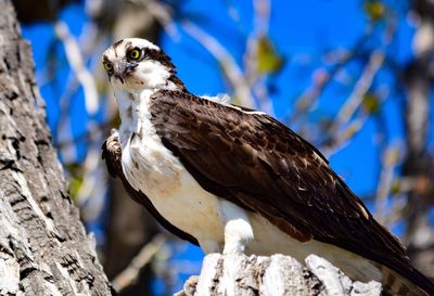 Low angle view of eagle perching on tree