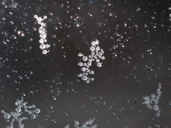 Close-up of snowflakes on plant