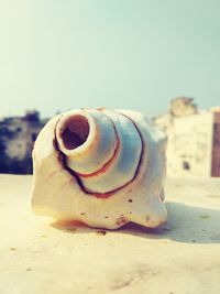 Close-up of seashell on sand