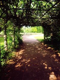 Footpath amidst trees