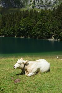 View of a dog resting on field