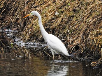 High angle view of gray heron on lake