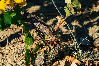 Close-up of dry leaves on field