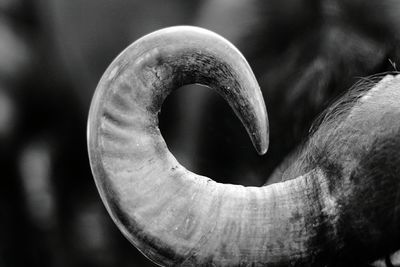 Close-up of tree against blurred background