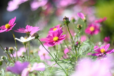 Close-up of pink cosmos flowers