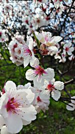 Cherry blossoms in spring