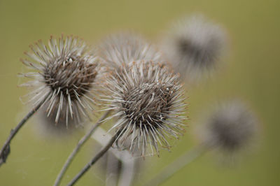 Distel im herbst