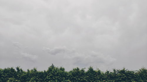 Low angle view of trees against sky