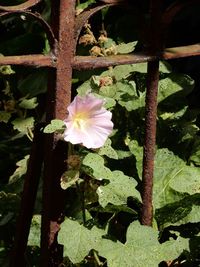 Close-up of hibiscus blooming outdoors