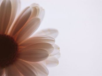 Close-up of flower against white background