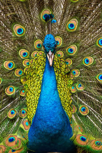 Close-up of peacock