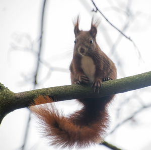 Low angle view of squirrel on tree