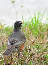 Close-up of bird perching on grass