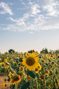 Close-up of yellow flowering plants on field against sky