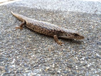 Close-up of lizard