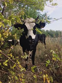 Cow standing on tree